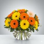A lush and vibrant bouquet of Gerbera daisies in shades of orange, bright yellow, and soft peach, arranged in a transparent glass bowl filled with water on a white marble surface against a grey gradient background.