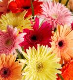 A vibrant, close-up photograph of a colorful bouquet of Gerbera daisies in various shades including bright red, pink, yellow, orange, and deep magenta.