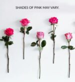 Five long-stemmed pink roses in various shades, ranging from light pastel to deep fuchsia, arranged vertically against a clean white background.
