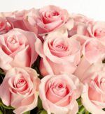 Alt Text: A close-up, high-angle shot of a dense bouquet of soft pink roses with velvety petals and elegant spiral blooms.