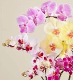Close-up of three stems of phalaenopsis orchids in full bloom: bright pink, soft yellow, and white with pink speckles, arranged against a light beige background.