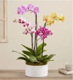 A white ceramic planter holding three phalaenopsis orchid stems in shades of soft pink, magenta with white speckles, and pale yellow. The plant sits on a light wood table beside a frosted glass candle holder, with a neutral wall and window in the background.