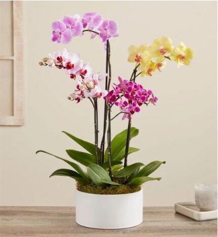 A white ceramic planter holding three phalaenopsis orchid stems in shades of soft pink, magenta with white speckles, and pale yellow. The plant sits on a light wood table beside a frosted glass candle holder, with a neutral wall and window in the background.