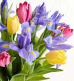 A vibrant spring bouquet featuring bright yellow tulips, deep pink tulips, and purple irises with yellow centers against a clean white background.