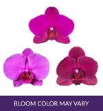 Celebrate Mom with this elegant mini Phalaenopsis orchid in vibrant magenta pink. Two velvety blooms with golden-yellow speckled centers are in full display, while four plump buds promise extended beauty in the weeks ahead. The slender arching stem and rich color create a heartfelt gift that’s both graceful and long-lasting. Perfect for Mother’s Day, birthdays, or a just-because “I love you.” Comes in a compact size, ideal for desks, nightstands, or windowsills.