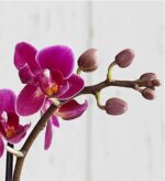 Close-up of a magenta pink Phalaenopsis mini orchid stem with two fully bloomed flowers and four unopened buds against a soft white wooden background.