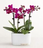 Vibrant magenta mini orchid plant with multiple blooming stems and buds, potted in a small white ceramic planter that reads "I love you, mom ♥" in gold lettering.