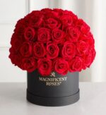 A large dome arrangement of vibrant red roses tightly packed in a round black hat box with gold lettering that reads “Magnificent Roses” and a gold logo, set on a white surface with soft white curtains in the background.