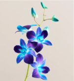 A single stem of Dendrobium orchids with five open blooms and two buds, featuring a gradient of deep violet to vibrant turquoise blue petals, set against a soft beige background.
