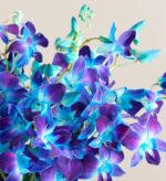 A close-up bouquet of vibrant blue and purple dendrobium orchids with delicate turquoise centers, set against a soft beige background.