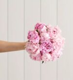 Hand holding a lush round bouquet of light pink peonies against a white paneled wall