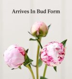 Three pink and white peonies in bud form with green stems against a soft white background, with text overlay reading "Arrives In Bud Form"