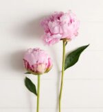 Two light pink peonies with green leaves against a white shiplap background. The taller peony is fully bloomed with ruffled petals, while the shorter one is partially closed.