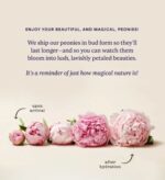 Five light pink peonies arranged in a row showing bloom progression from tight bud labeled "upon arrival" on the left to fully opened flower labeled "after hydration" on the right, with text above reading "Enjoy your beautiful, and magical, peonies!"