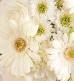 Close-up of a white floral arrangement featuring large gerbera daisies with soft petals and green-brown centers, white chrysanthemums with lime green centers, and delicate white roses.