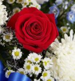 A close-up photograph of a vibrant floral arrangement featuring a large, deep red rose at the center, surrounded by white chrysanthemums, small white daisies with yellow centers, blue delphiniums, and a blue satin ribbon.