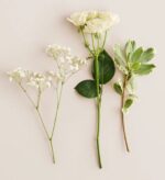 Three botanical stems arranged vertically on a soft beige background: left stem of delicate white baby’s breath, center stem of a white spray rose with three blooms and green leaves, right stem of variegated green and cream foliage.