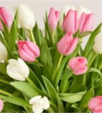 A vibrant bouquet of fresh spring tulips in soft pink and pure white colors, with lush green leaves and stems.