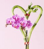 Two green lucky bamboo stalks curved into a heart shape and tied with red ribbon, with a stem of vibrant pink speckled orchids blooming at the center, set against a soft pale pink background.