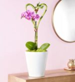 Two green lucky bamboo stalks curved into a heart shape, tied with a small red ribbon, with a blooming purple Phalaenopsis orchid growing from the center. Planted in a white ceramic pot with green moss, displayed on a wooden surface against a soft pink wall with a round gold-framed mirror in the background.