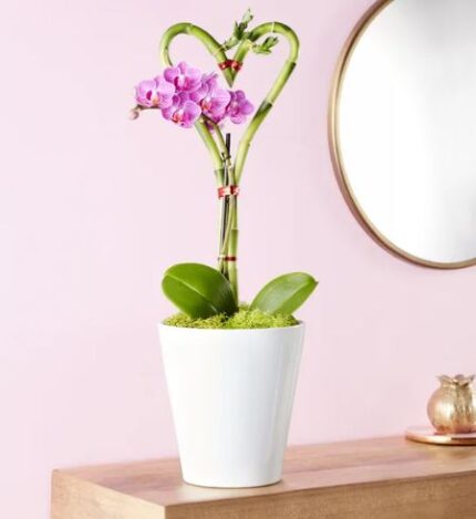 Two green lucky bamboo stalks curved into a heart shape, tied with a small red ribbon, with a blooming purple Phalaenopsis orchid growing from the center. Planted in a white ceramic pot with green moss, displayed on a wooden surface against a soft pink wall with a round gold-framed mirror in the background.