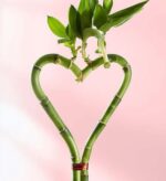 Two stalks of lucky bamboo trained and tied together to form a perfect heart shape, with vibrant green leaves sprouting from the top against a soft pink gradient background.