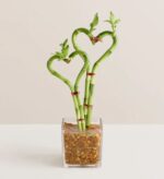 Two stalks of lucky bamboo trained into heart shapes, arranged in a square glass vase filled with brown river stones, set against a neutral cream background.