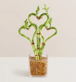 Three stalks of lucky bamboo trained into heart shapes, secured with red decorative ties, and planted in a square glass vase filled with brown river stones.