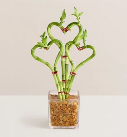 Three stalks of lucky bamboo trained into heart shapes, secured with red decorative ties, and planted in a square glass vase filled with brown river stones.