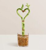Two stalks of lucky bamboo trained into a heart shape, tied with red ribbons, and planted in a square glass vase filled with decorative brown pebbles.